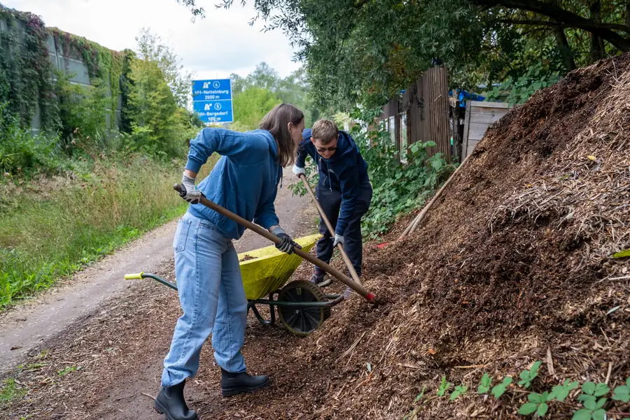 Colleagues shovelling mulch into a wheelbarrow