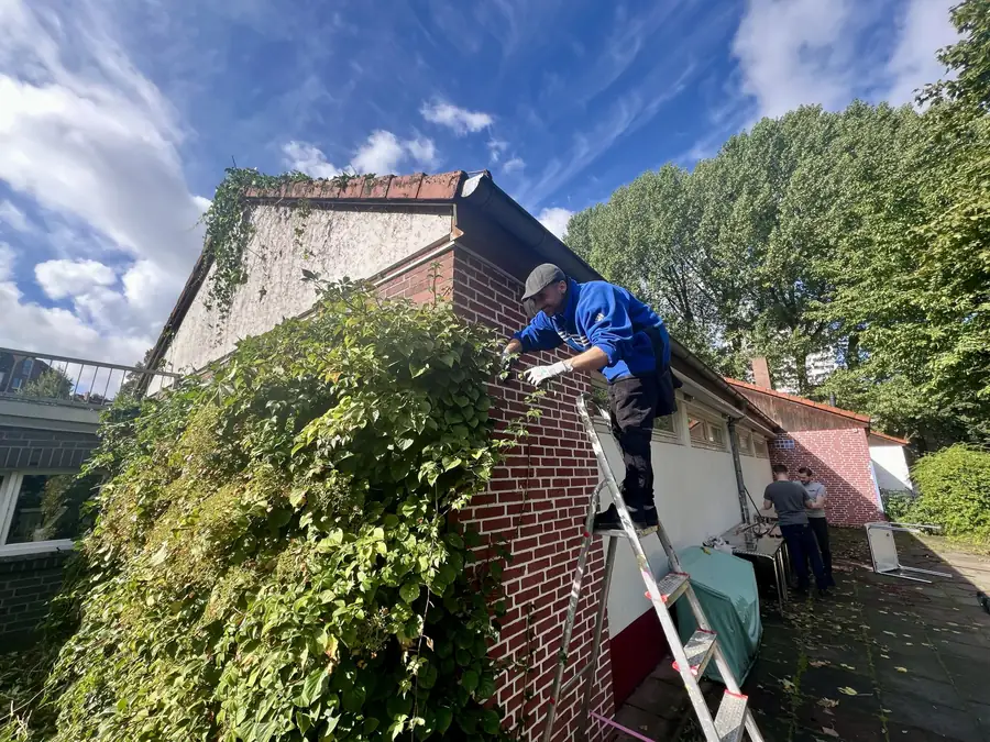 A colleague on a ladder trimming ivy on a building